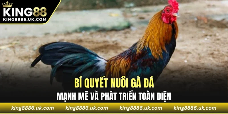 Bí Quyết Nuôi Gà Đá