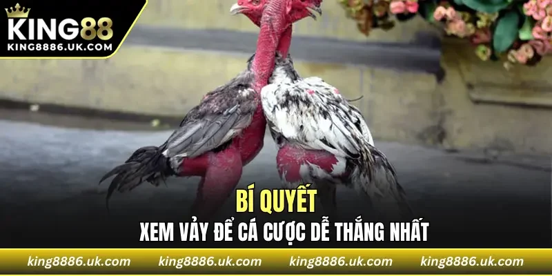 Bí quyết xem vảy cá cược dễ thắng nhất