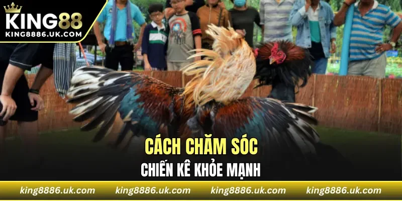 Cách chăm sóc chiến kê khỏe mạnh 