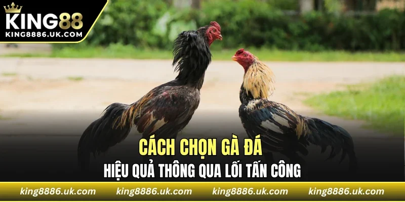 Cách chọn gà đá hiệu quả thông qua lối tấn công