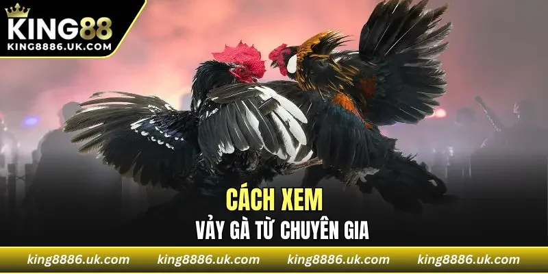 Cách xem vảy gà cực chuẩn từ chuyên gia