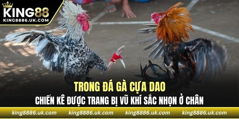 Chiến kê được trang bị vũ khí sắc nhọn ở chân