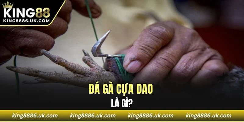 Cuộc so tài của những chiến kê 