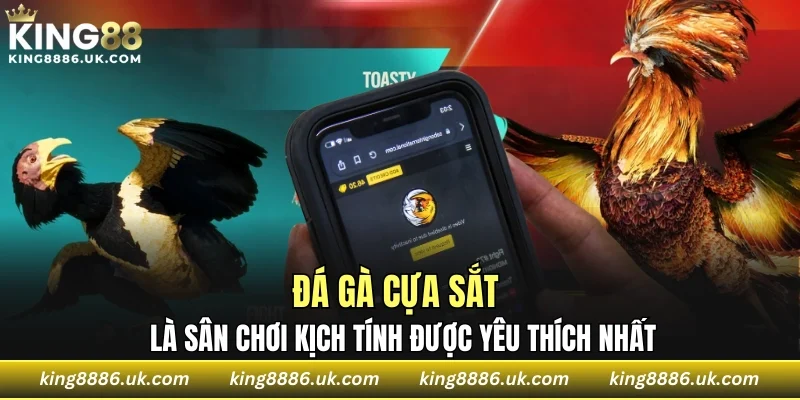 Đá gà cựa sắt là sân chơi kịch tính được yêu thích nhất
