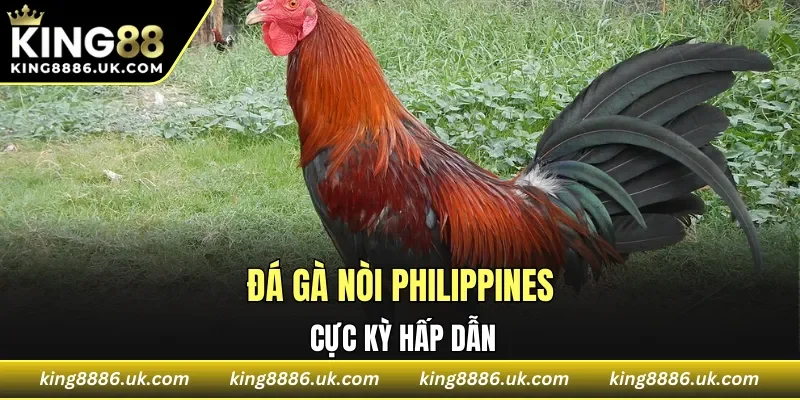 Đá gà nòi Philippines cực kỳ hấp dẫn