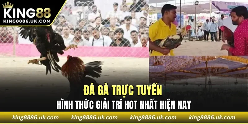 Đá gà trực tuyến hình thức giải trí hot nhất hiện nay