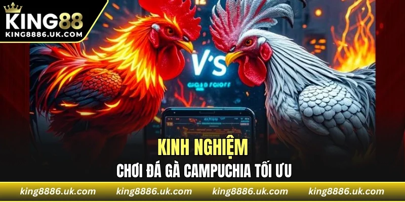 Kinh nghiệm tham gia đá gà Campuchia tối ưu hóa