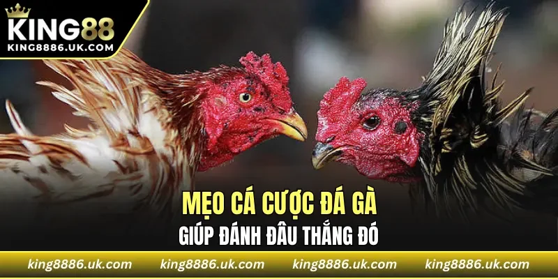 Mẹo cá cược đá gà giúp đánh đâu thắng đó