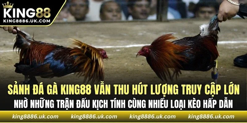 Sảnh đá gà KING88 thu hút lượng truy cập lớn