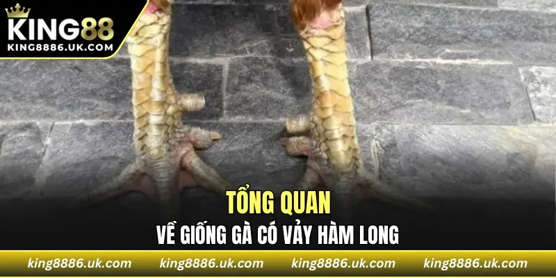 Tổng quan về giống gà có vảy hàm long