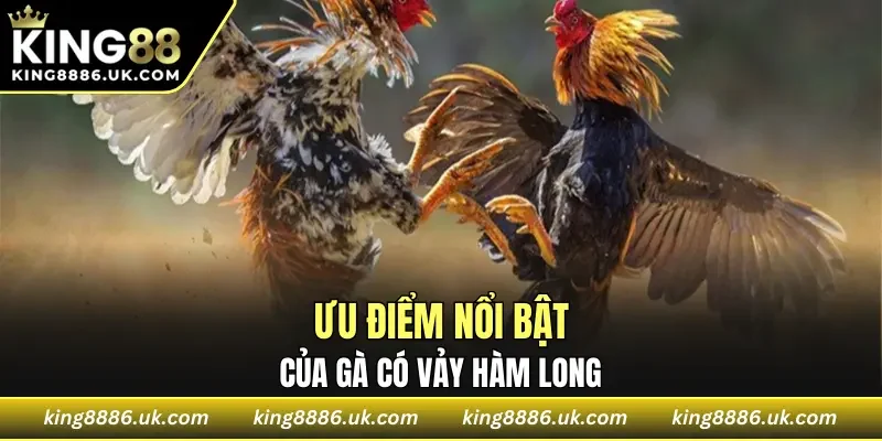 Ưu điểm nổi bật của gà vảy hàm long