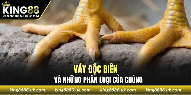 Vảy độc biên và phân loại của chúng
