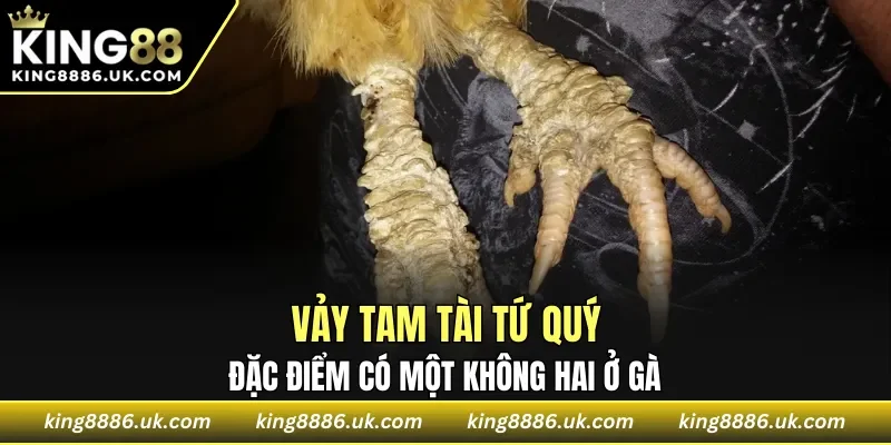 Vảy Tam Tài Tứ Quý